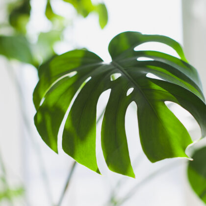 Monstera Deliciosa